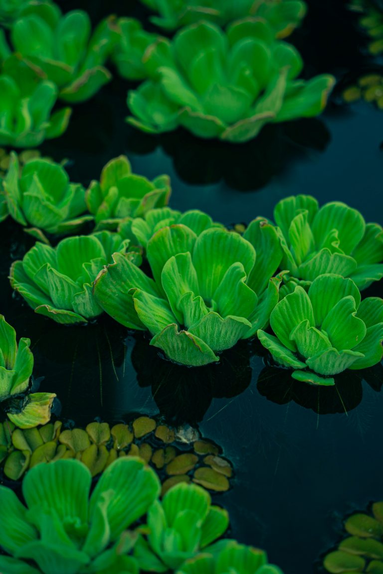 Comment bien planter dans un aquarium déjà en service ?