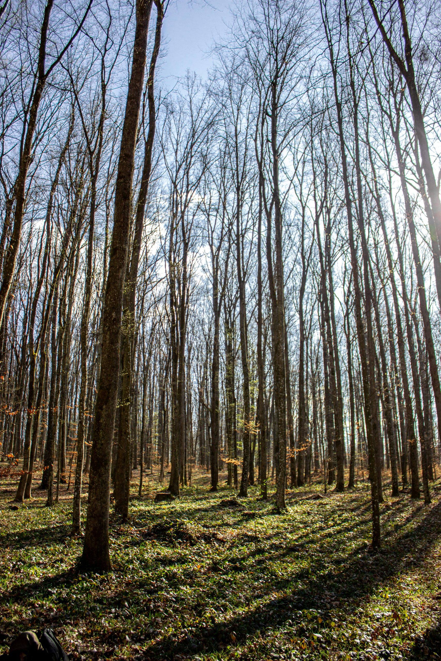 Coûts terrain arboré
