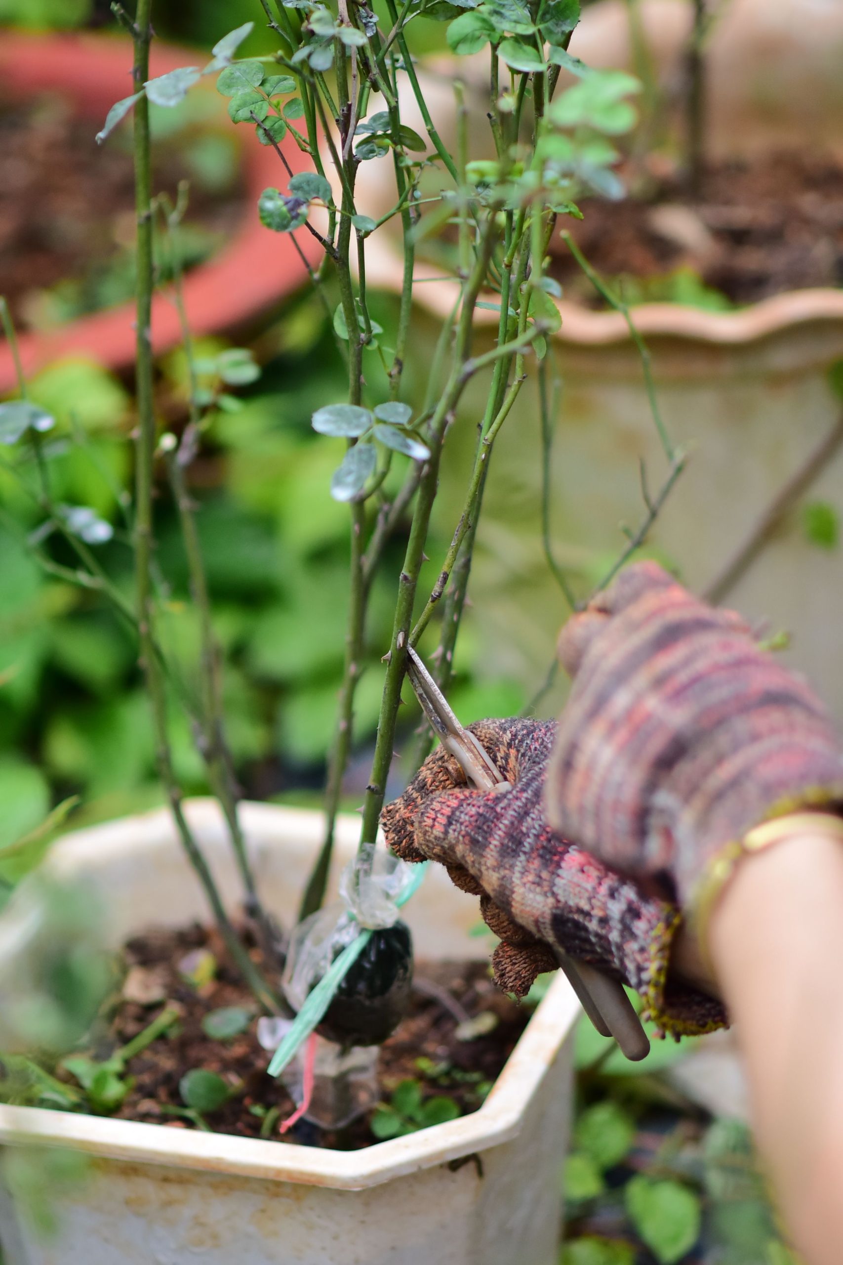 Outils de coupe pour échafaudage de jardin