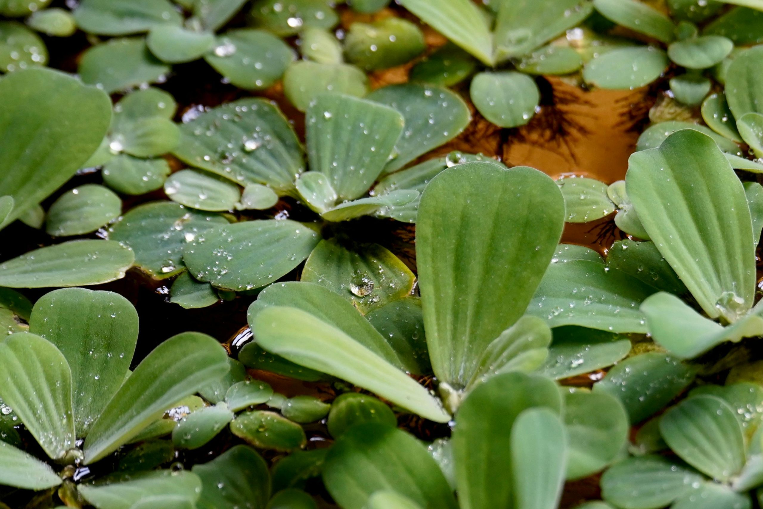 Guide pour planter dans un aquarium en service
