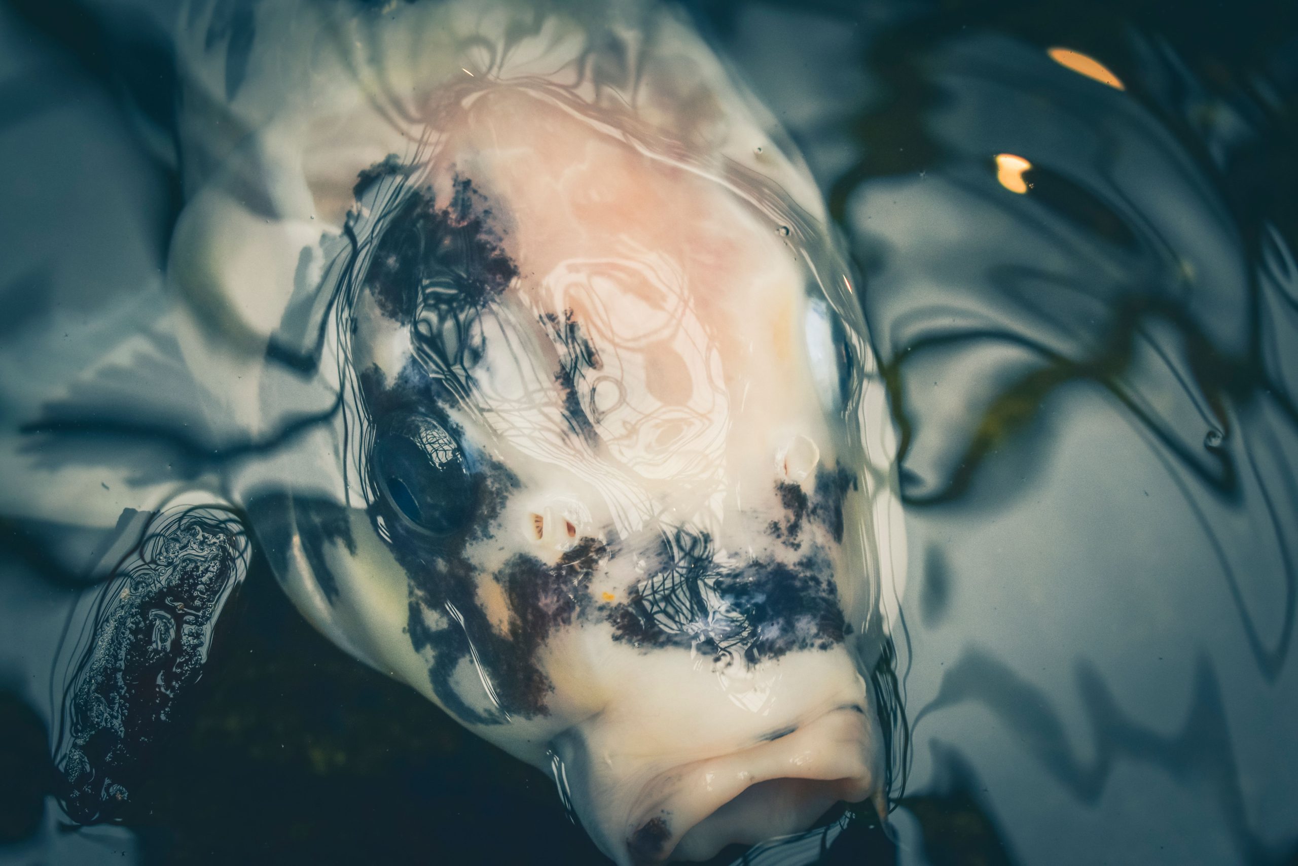 Koï dans un bassin tranquille aux reflets ondulants