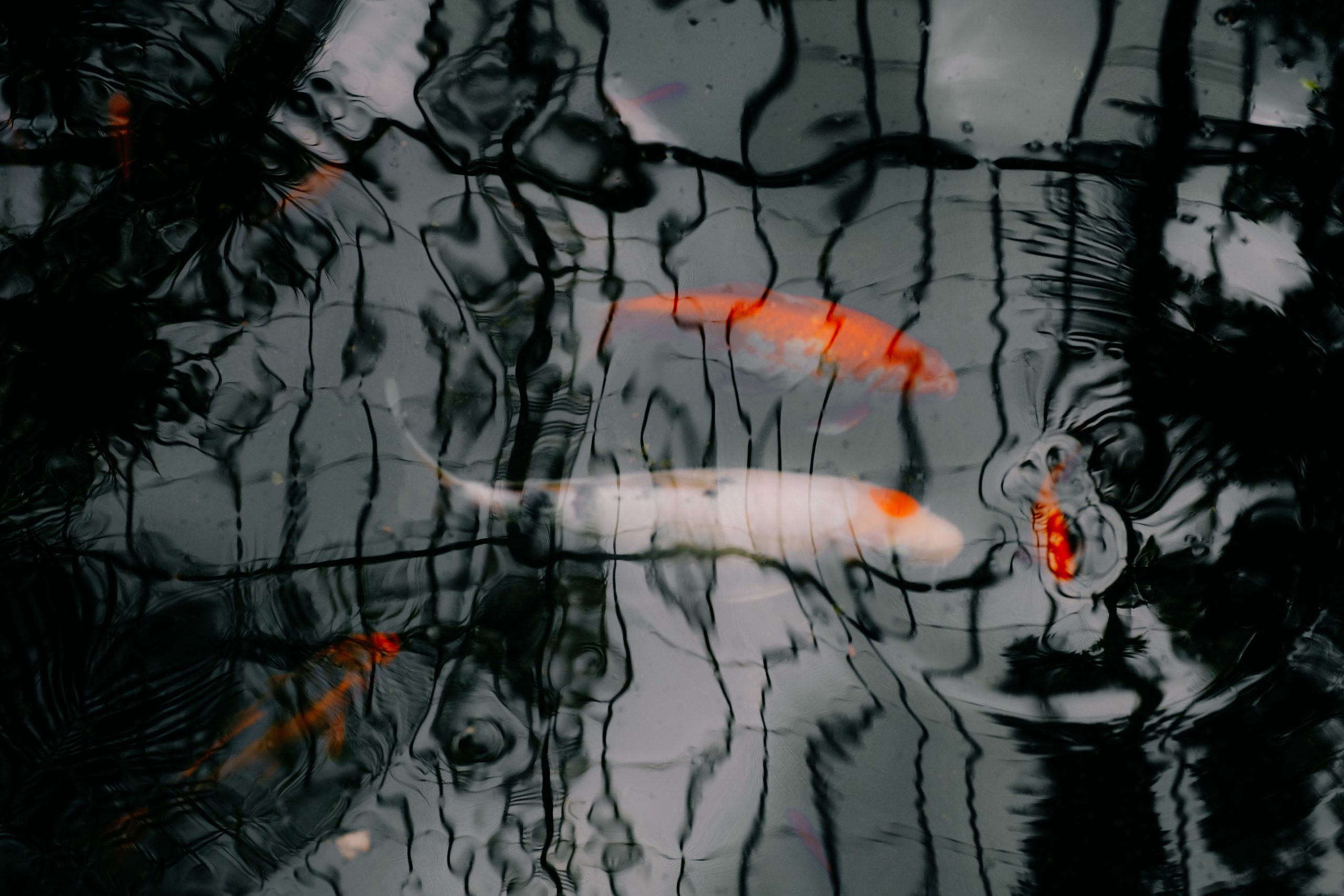 Koïs sous une eau sombre et réfléchissante