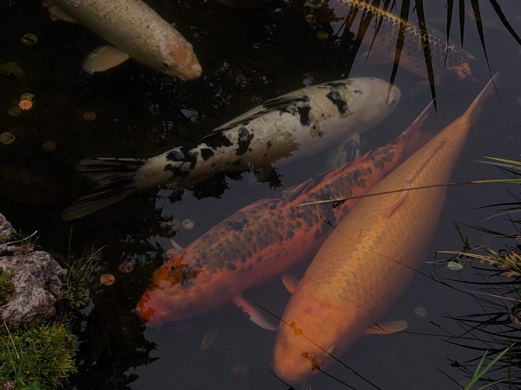 Quelle profondeur de bassin pour que tes poissons survivent ?