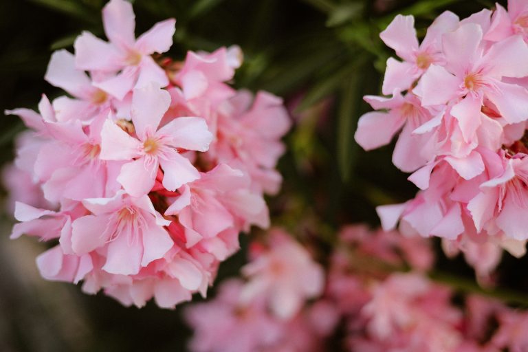 Racine du laurier rose : jusqu’où va-t-elle dans ton jardin ?