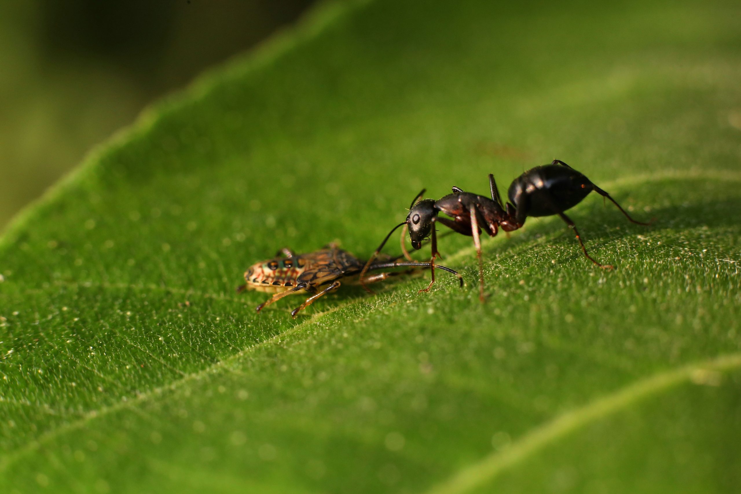 Fourmi volante en gros plan sur feuille verte