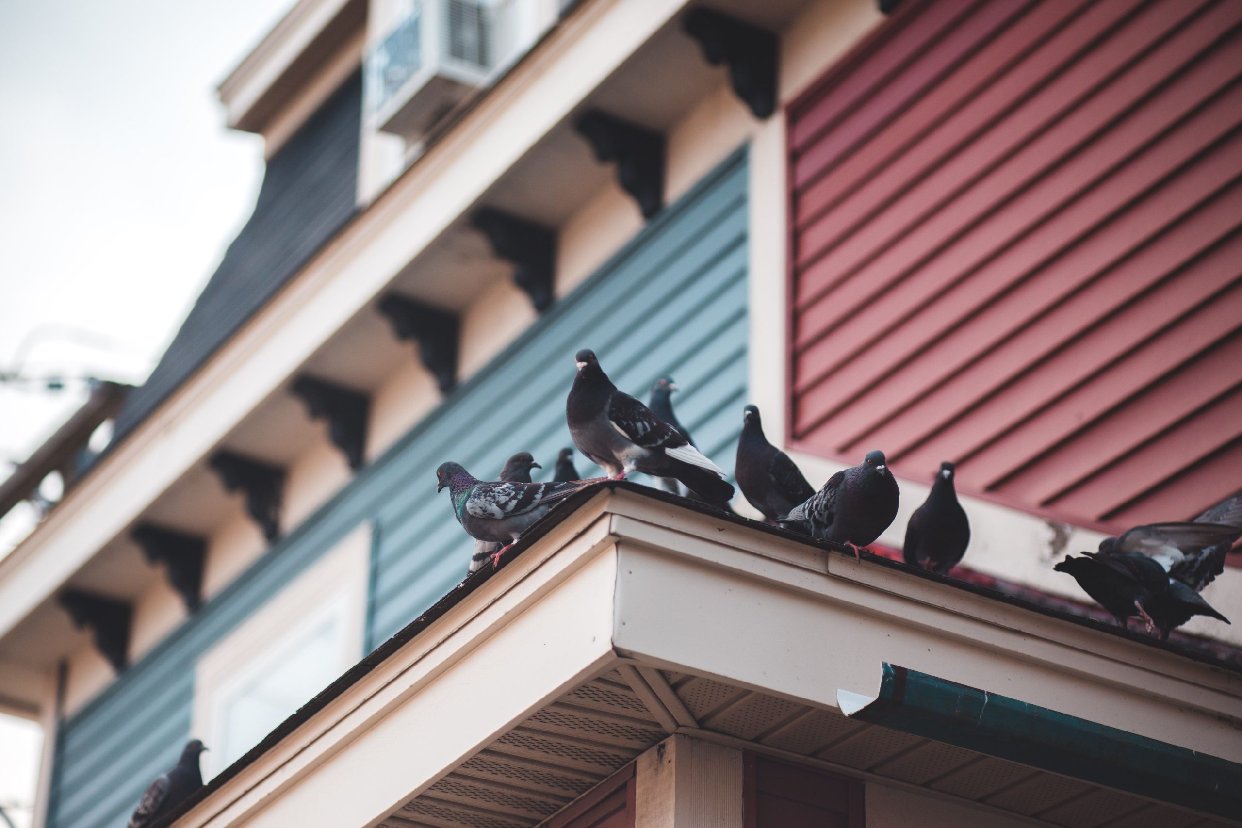 Groupe pigeons perchés toit maison colorée