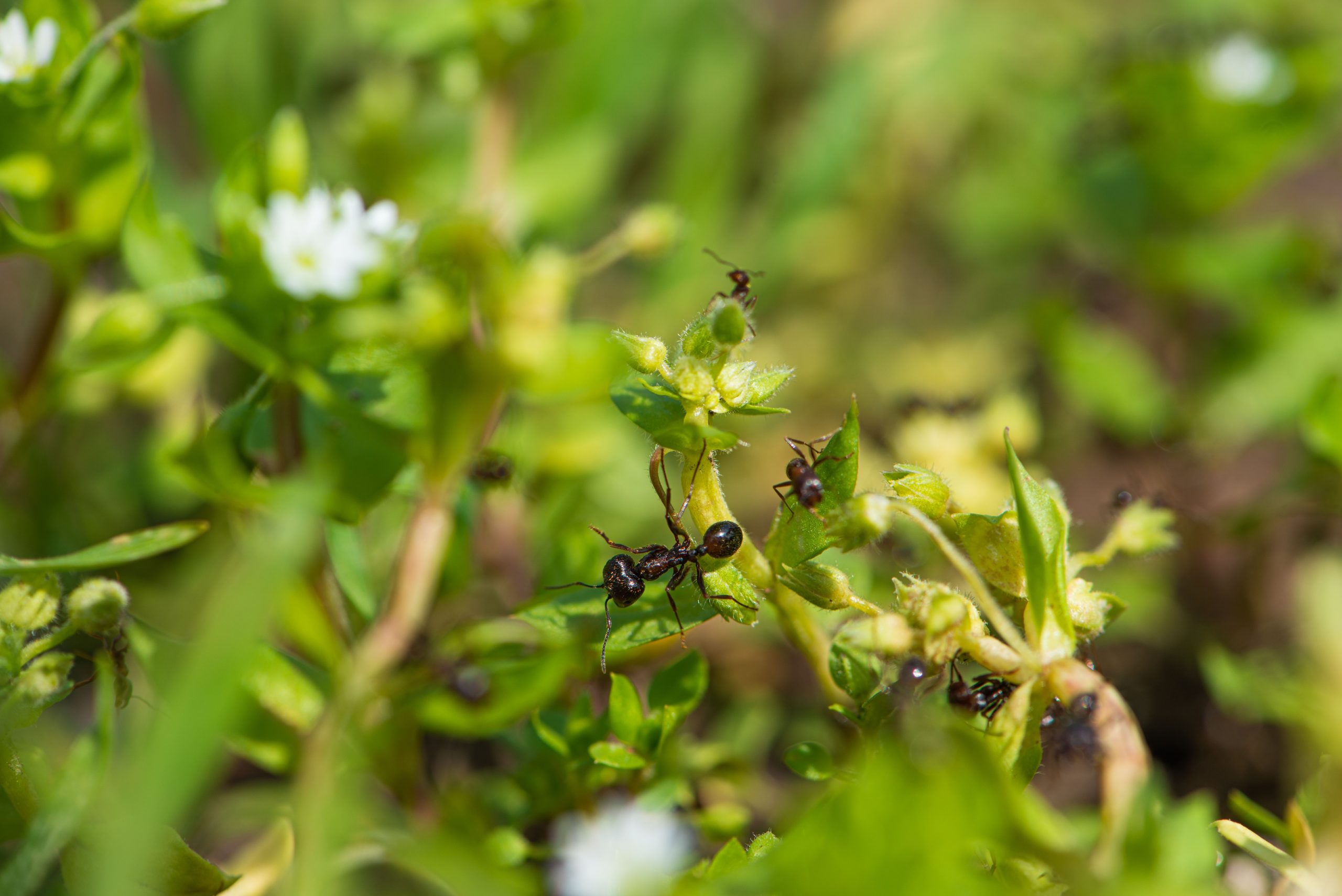 Fourmis ailées interagissant sur feuilles de jardin