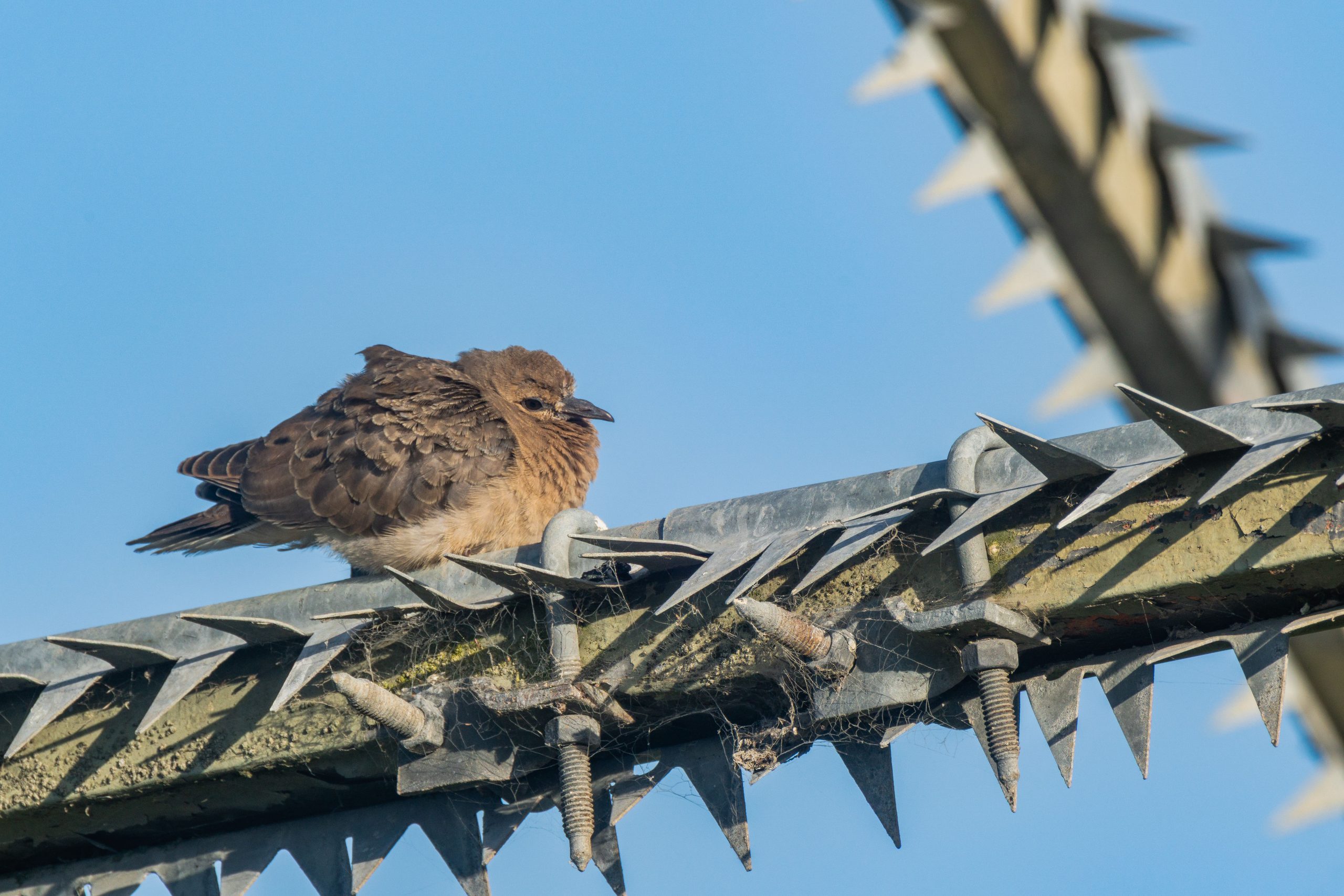 Petit oiseau sur clôture piquante urbaine