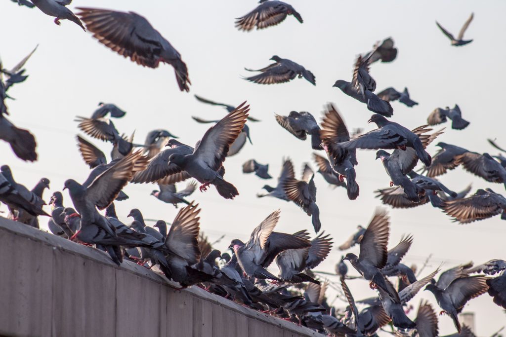 Comment faire fuir les pigeons de ton balcon efficacement ?