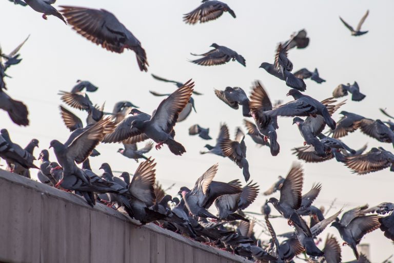 Comment faire fuir les pigeons de ton balcon efficacement ?