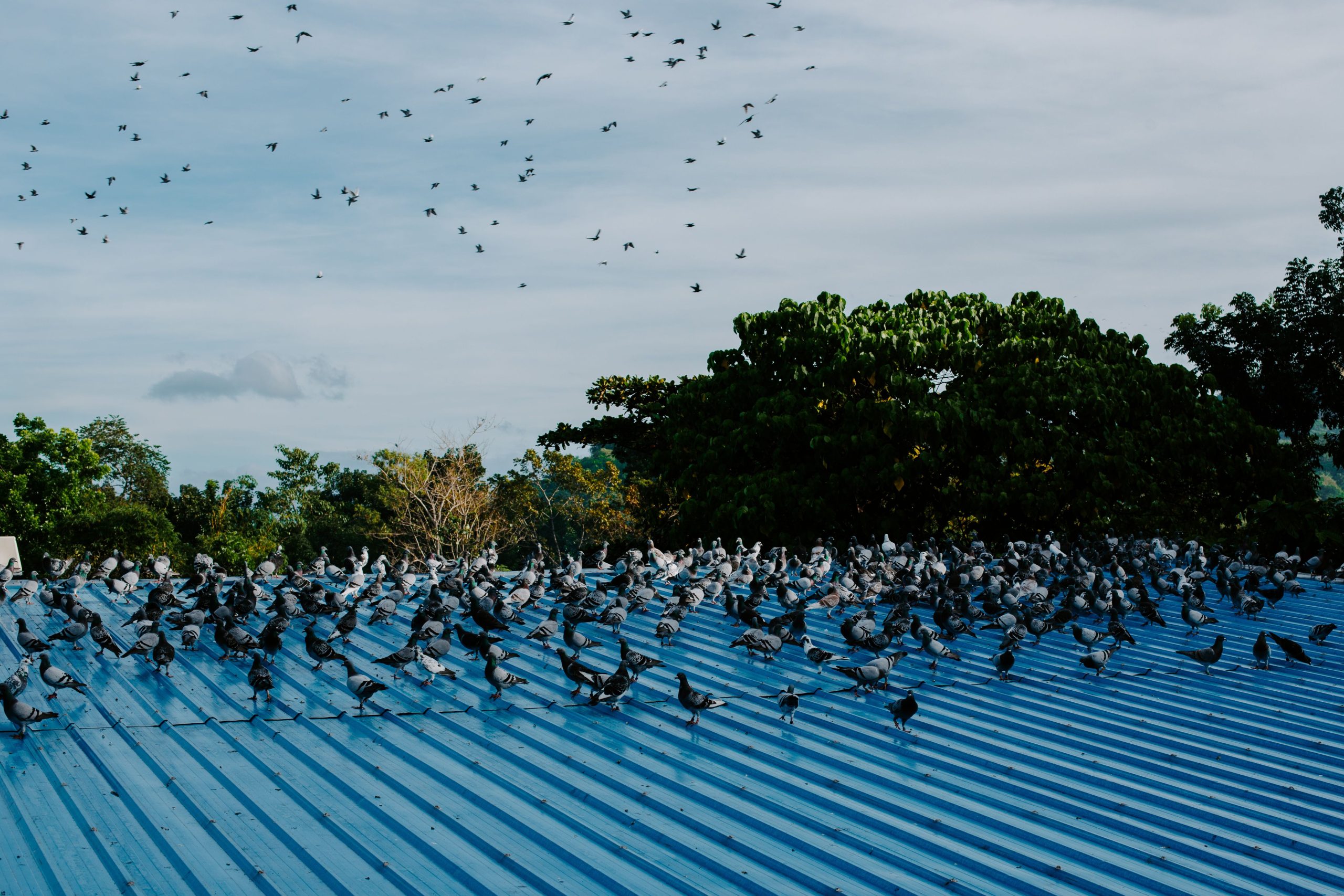 Pigeons rassemblés sur toit bleu métal